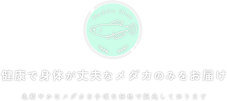 激安メダカネット販売なら料金明瞭で安い「メダカ専門店」｜健康で身体が丈夫なメダカのみをお届け 色鮮やかなメダカを手頃な価格で販売しております
